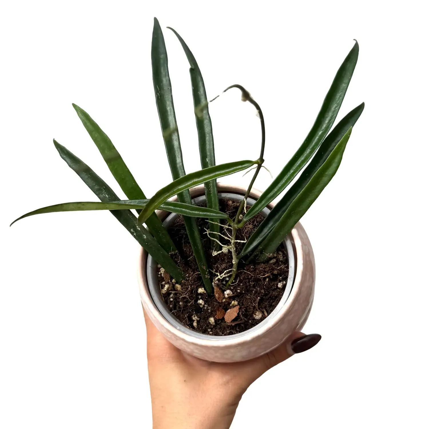 Plant and Stories Shepherdii hoya retombant 6 cm feuilles fines