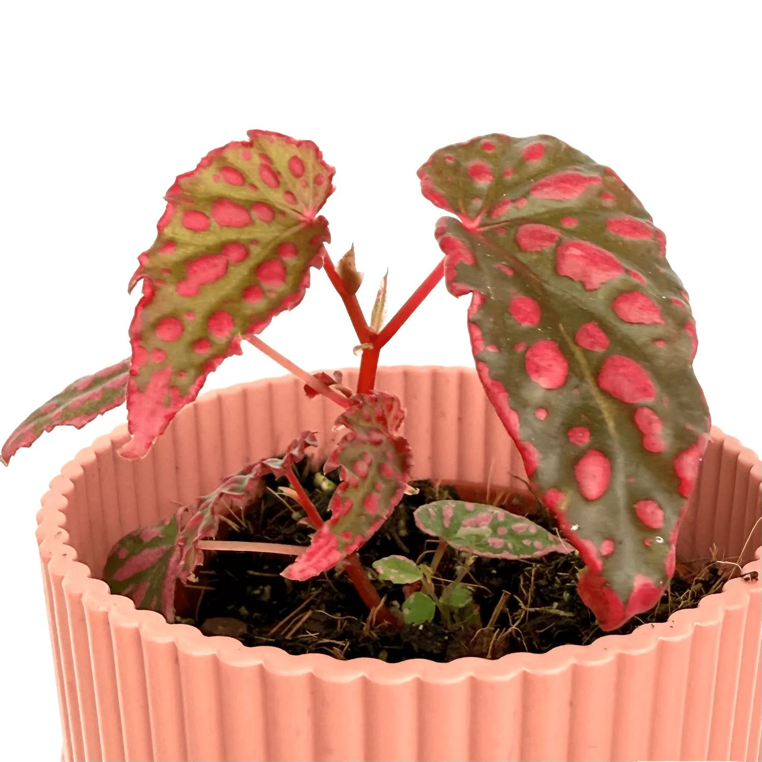 Plant and Stories begonia Pink Lady plante 8cm rose