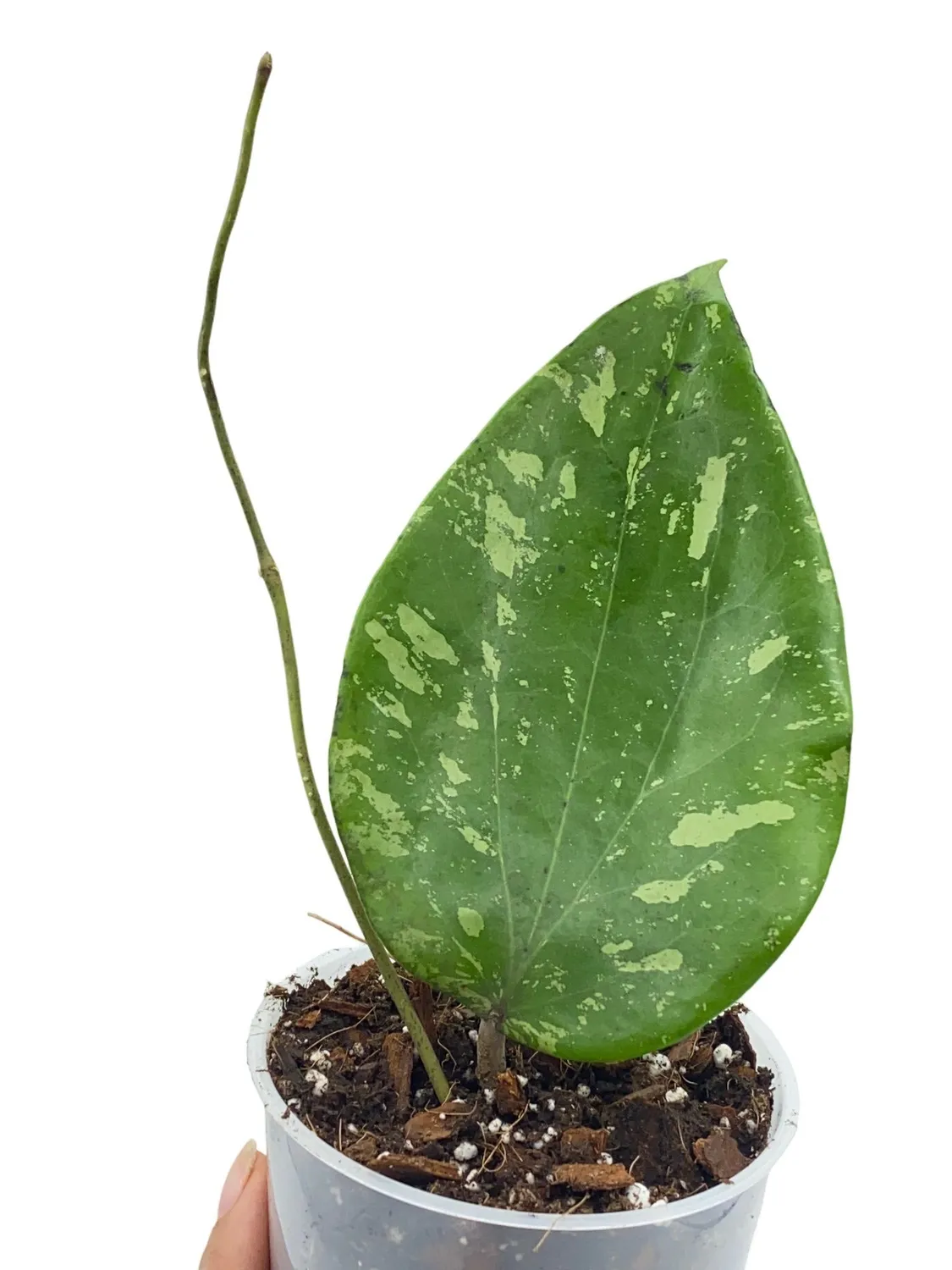 Plant and Stories Hoya Glabra Splash intérieur 10,5 cm