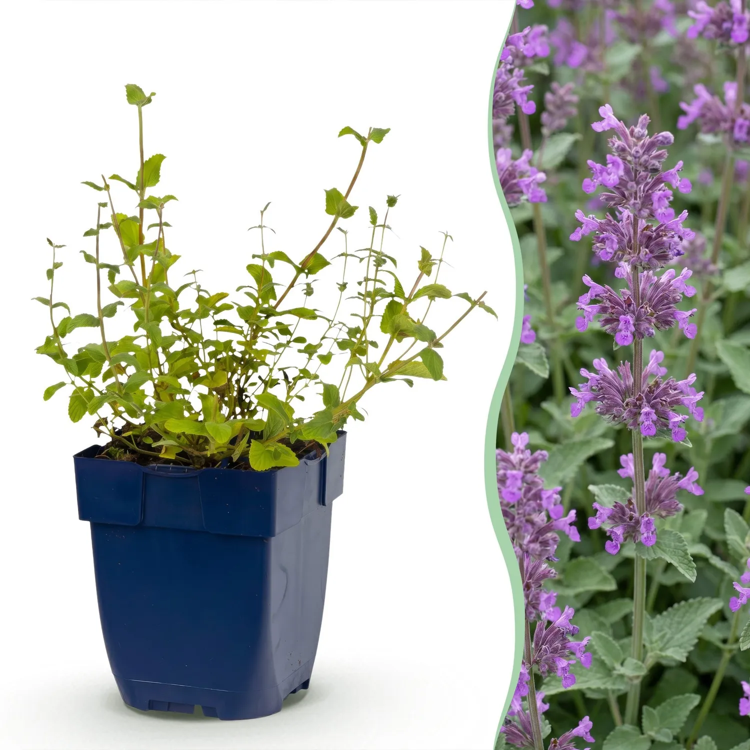 Plant and Stories Nepeta Grog népéta vivace pot 11 cm 1 plant