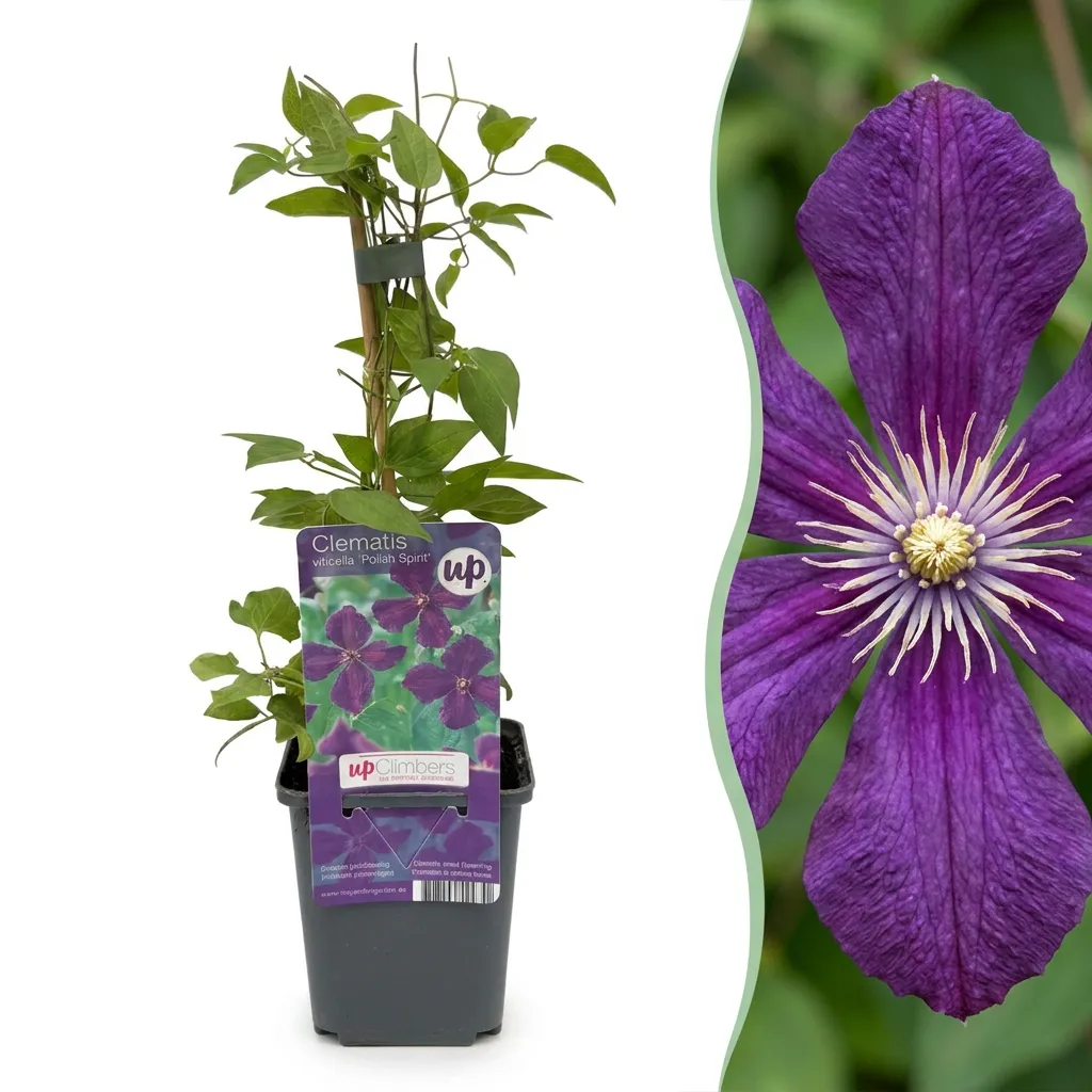 Plant and Stories Clématite Polish Spirit grimpante 4 plants violet