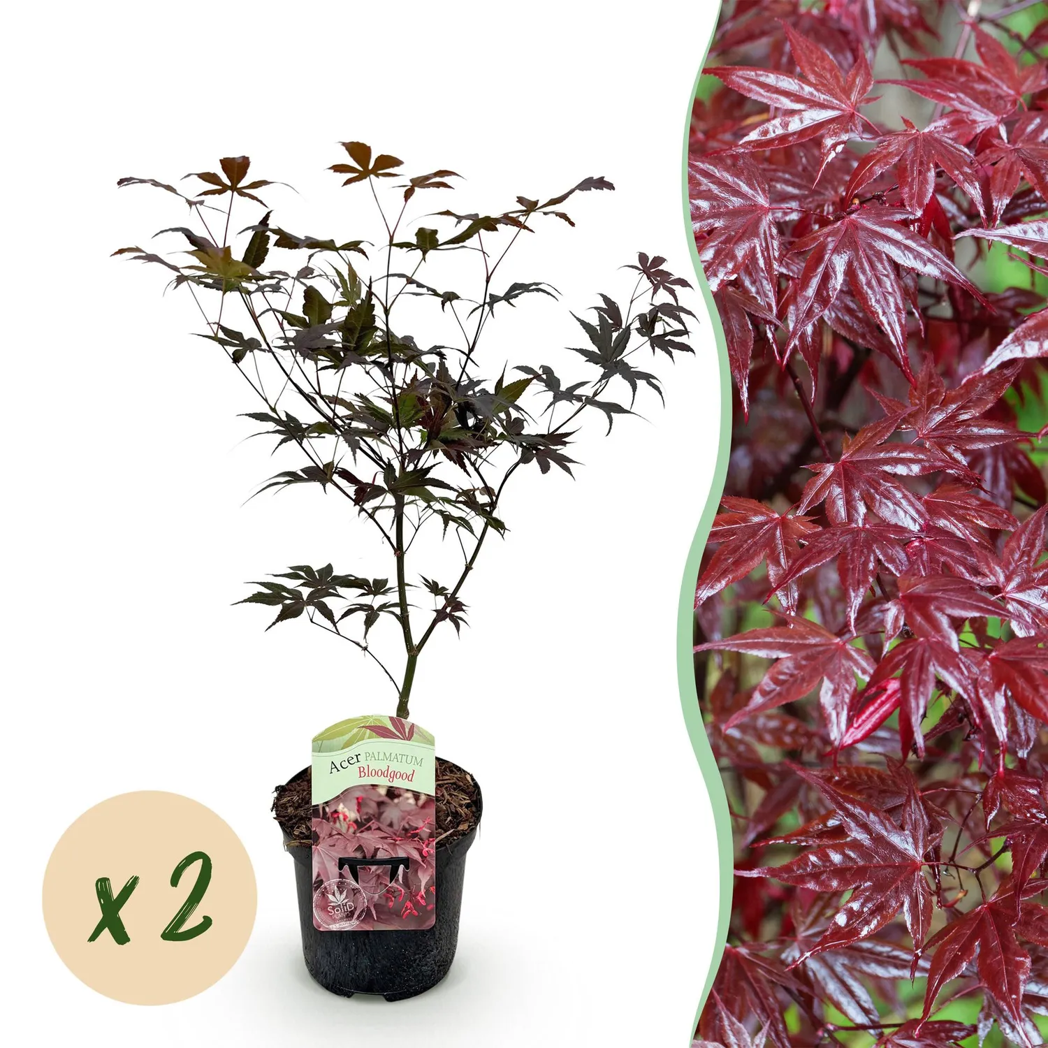 Plant and Stories Bloodgood érable du Japon 70 cm pot 19 cm rouge