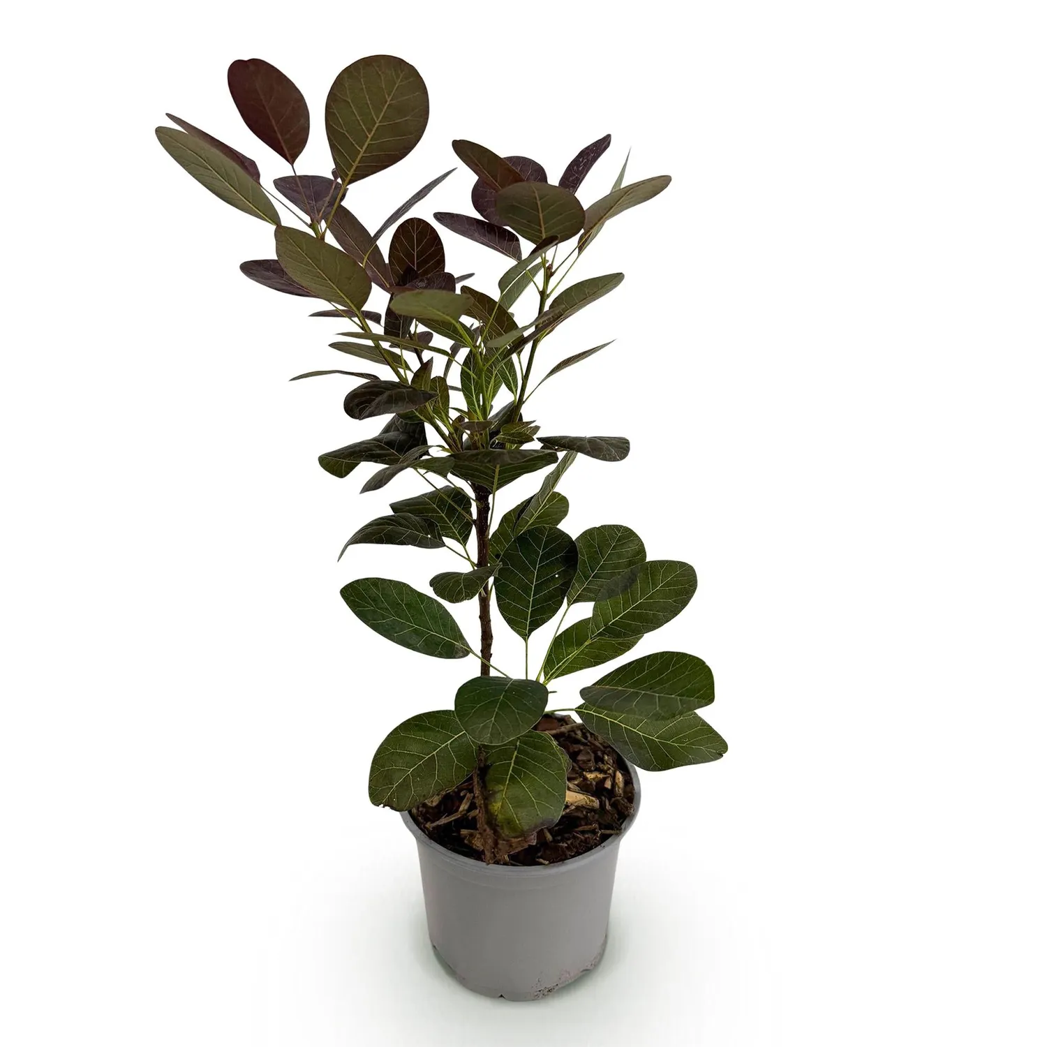 Plant and Stories arbre à perruque Royal Purple pot 12 cm pourpre