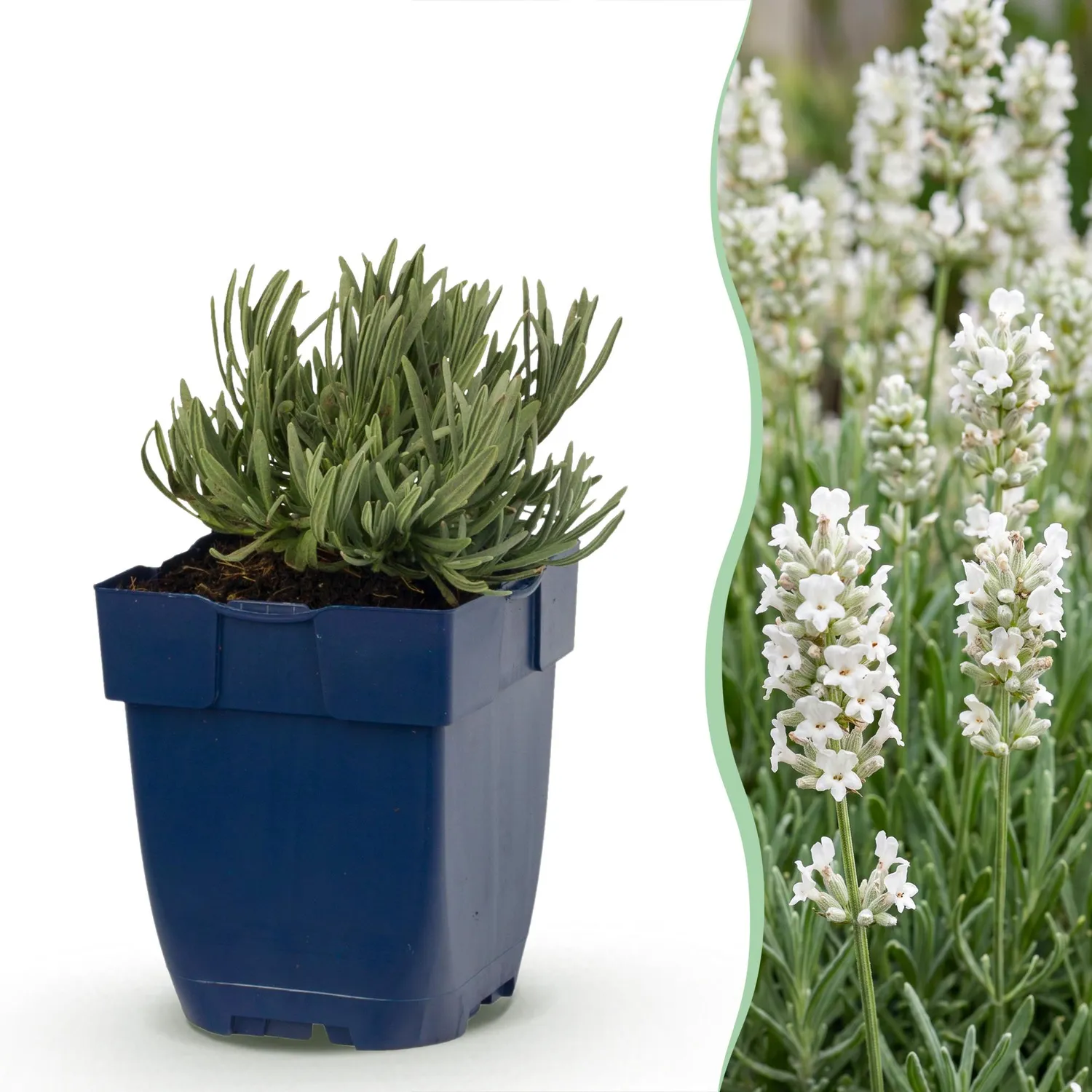 Plant and Stories Lavande Hidcote aromatique pot 11 cm rustique 25 cm