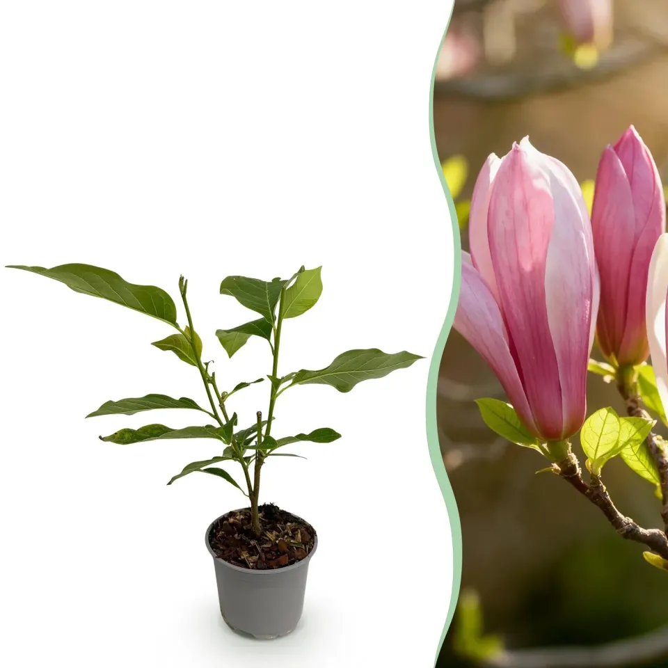 Plant and Stories Ricki magnolia arbuste 1 plant rose