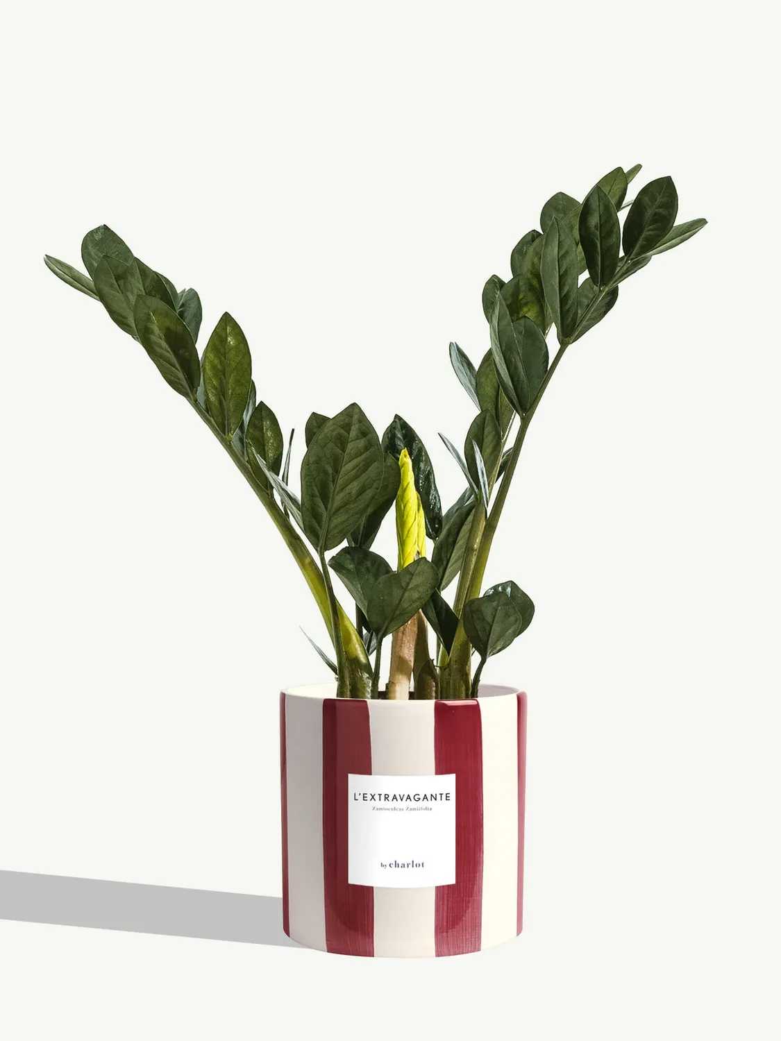 By Charlot L’Extravagante plante verte 50 cm pot 14 cm