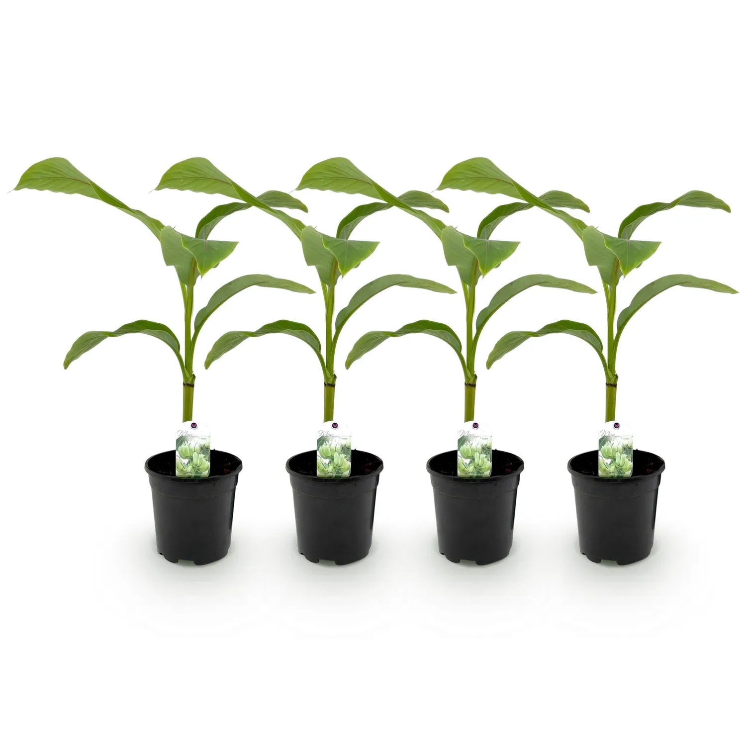 Plant and Stories Musa Basjoo bananier pot 17cm rustique