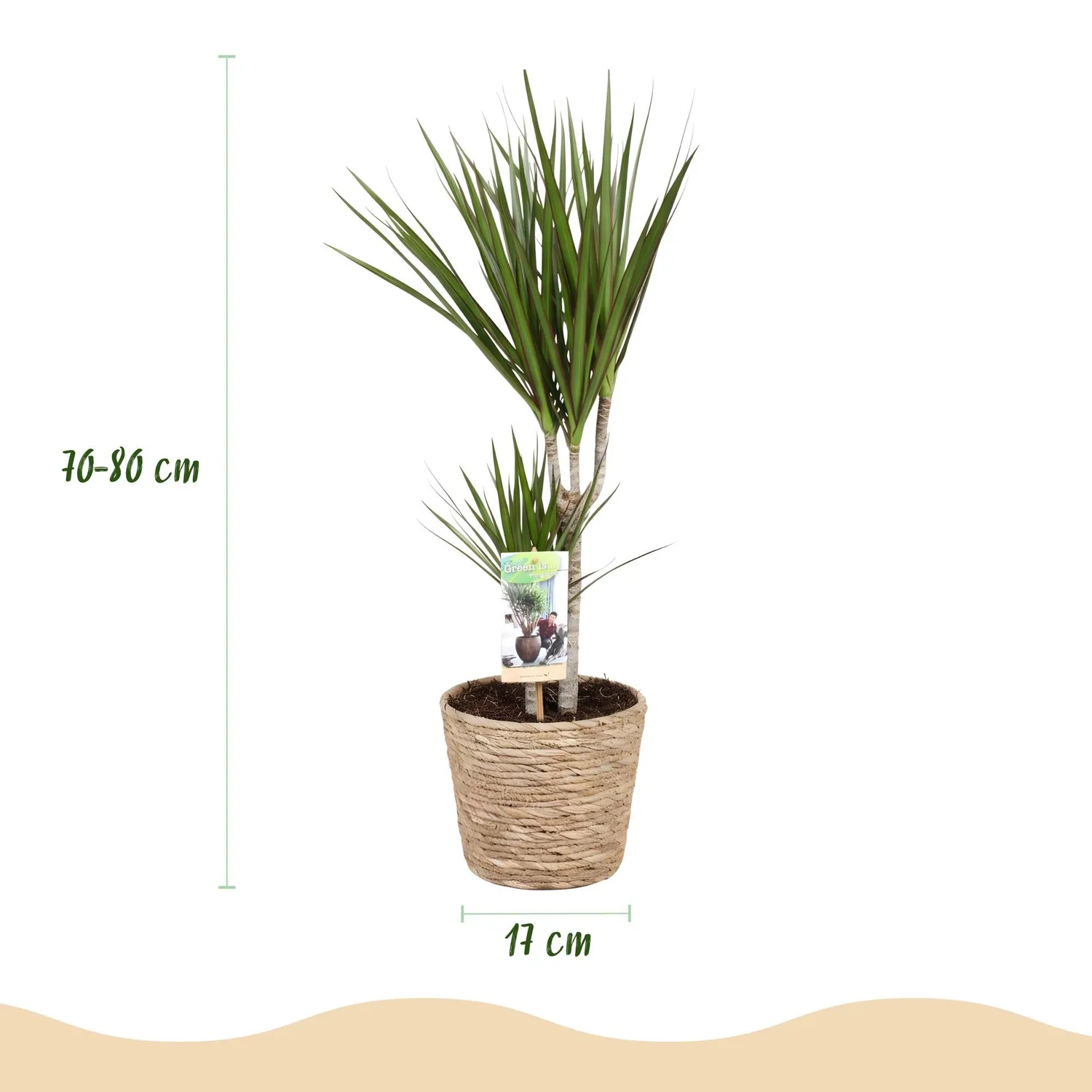 Plant and Stories Dracaena Marginata plante d’intérieur pot 17cm bord rouge