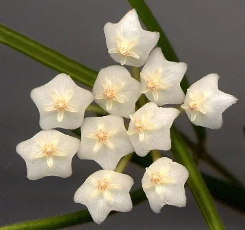 Plant and Stories Hoya Linearis pot 9 cm velouté
