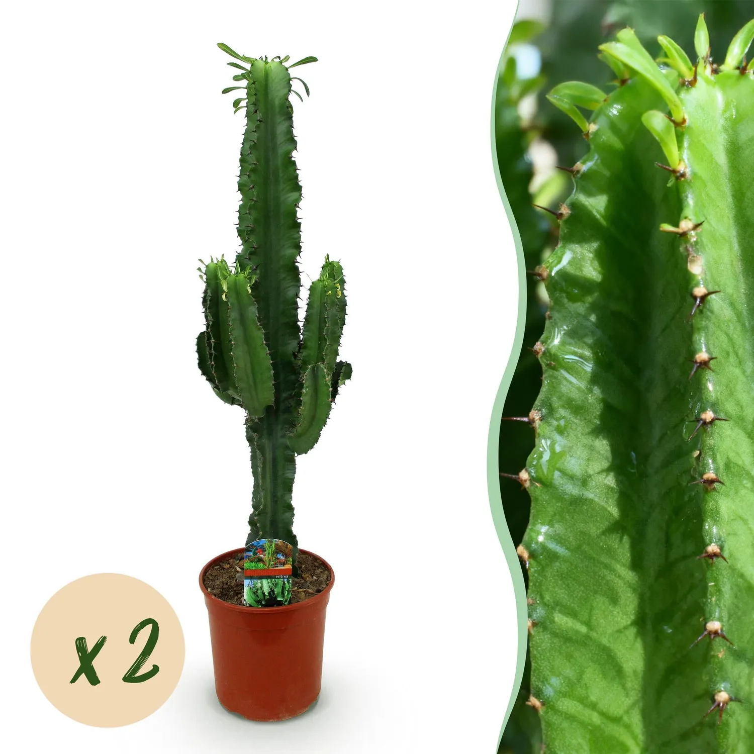 Plant and Stories Euphorbia Eritrea arbre à lait pot 19 cm 70 cm
