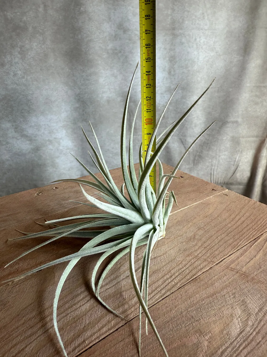 Airplantshop Tillandsia pohliana plante aérienne 10 cm xeric