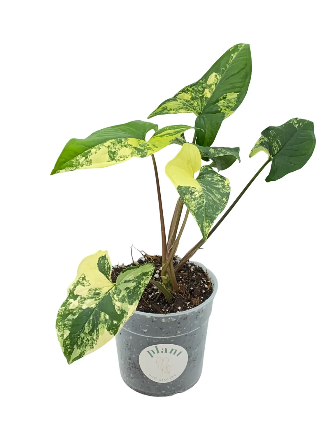 Plant and Stories Aurea syngonium plante intérieur pot 9cm