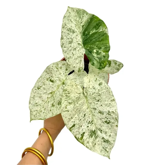 Plant and Stories Alocasia Odora Batik Variegata panachée pot 12 cm