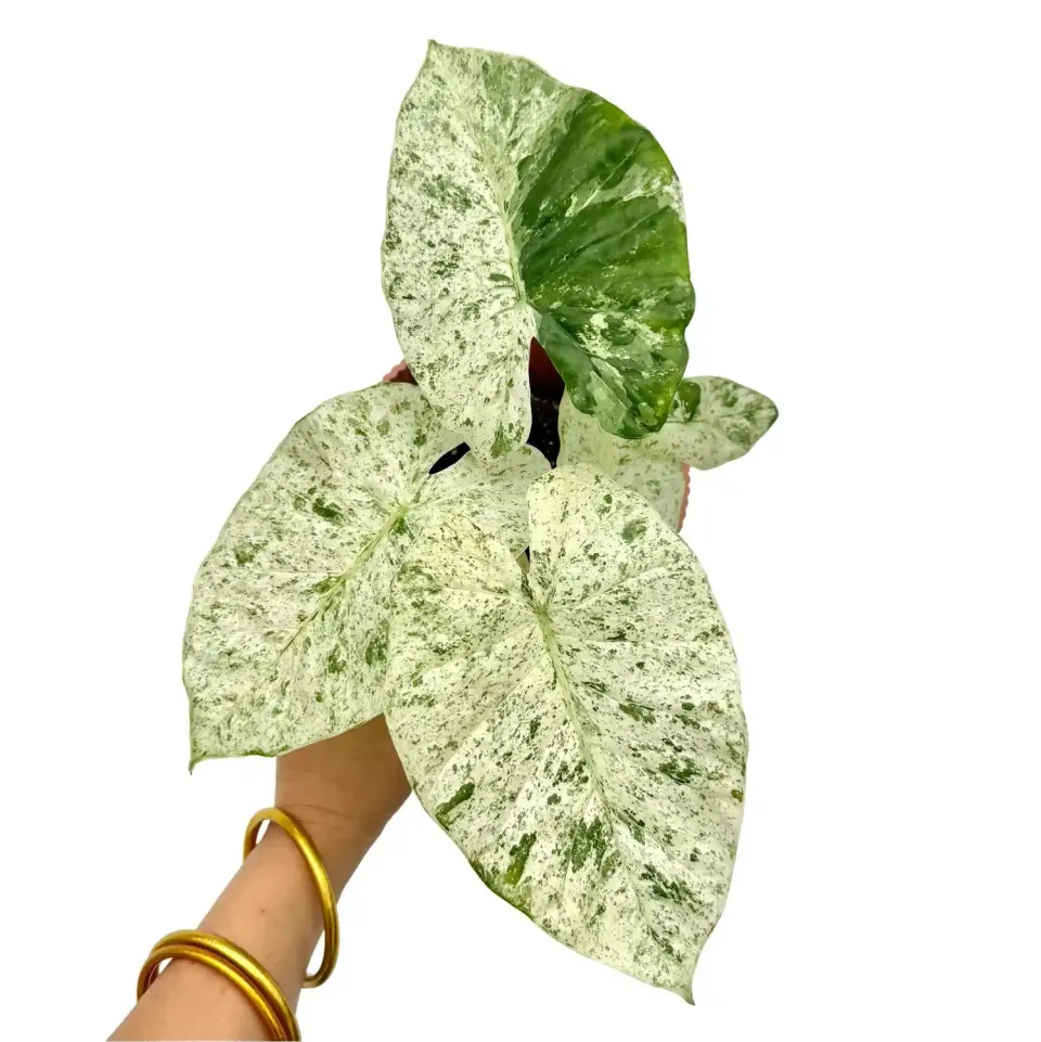 Plant and Stories Alocasia Odora Batik Variegata panachée pot 12 cm