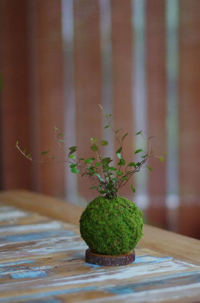 AQUAPHYTE Tesla kokedama Magnet muehlenbeckia fin
