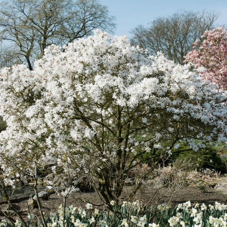 Plant and Stories Magnolia Soulangeana arbuste pot 17 cm rose