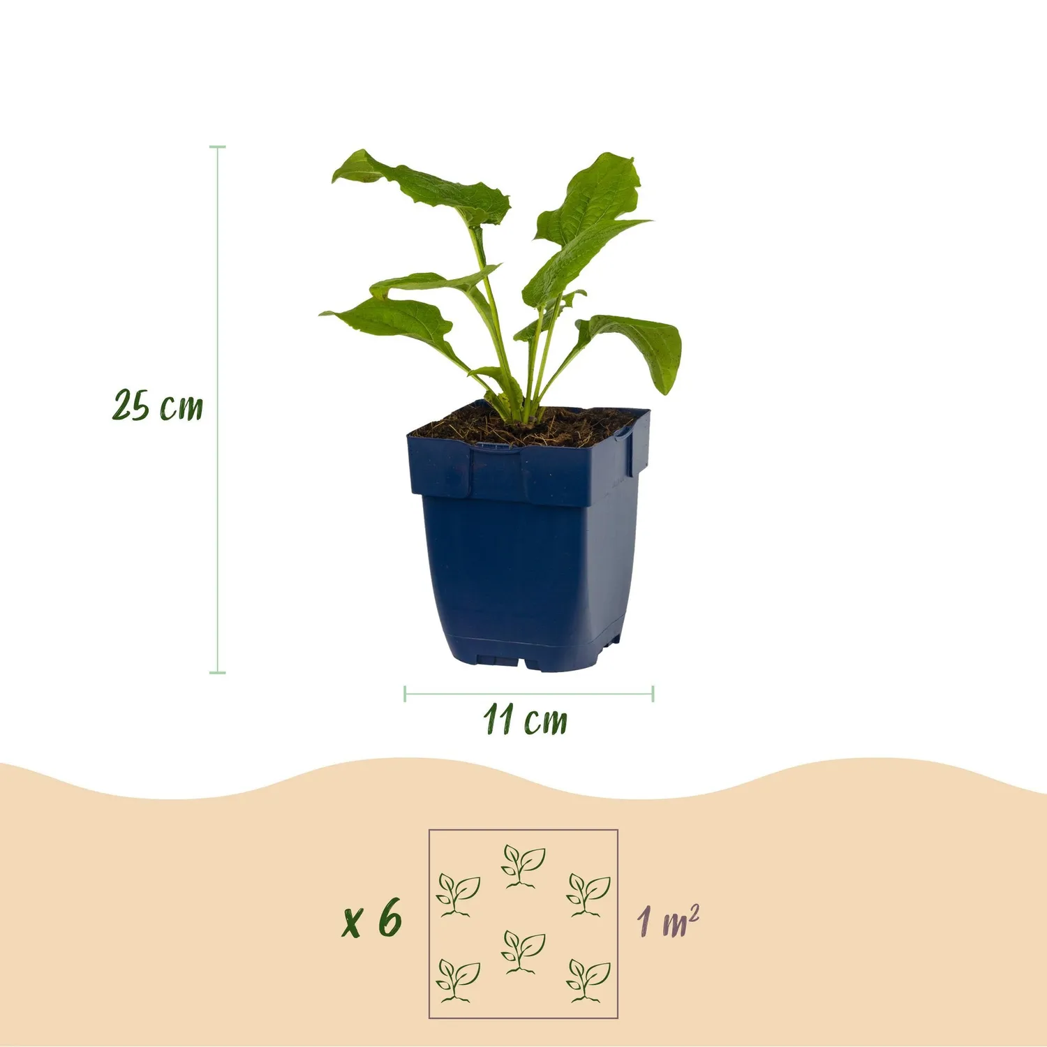 Plant and Stories échinacée Alba vivace 6 plants blanc