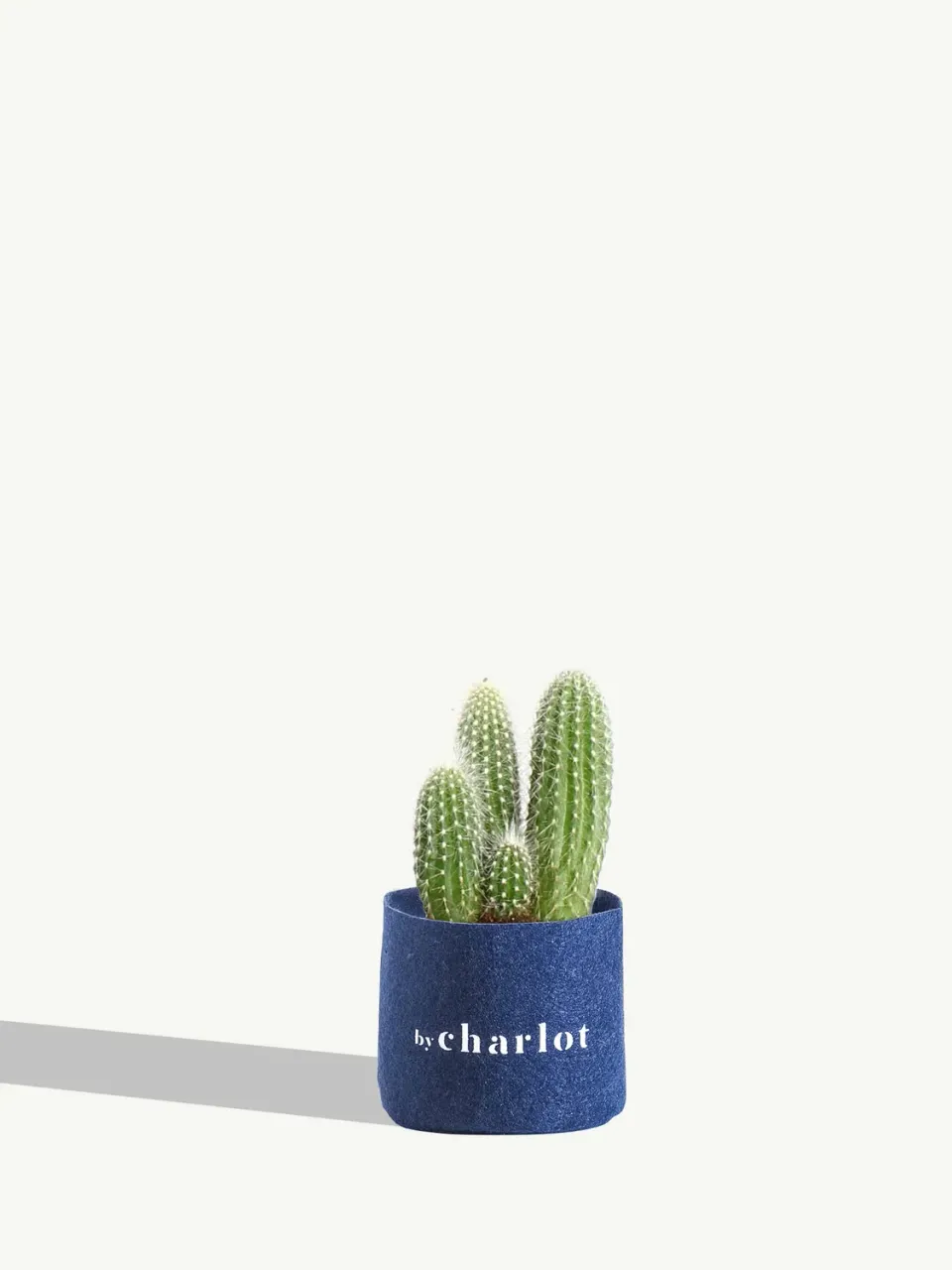 By Charlot Le Chaleureux cactus recharge plante XS