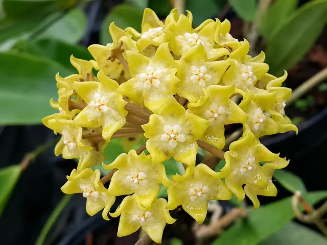 Plant and Stories Hoya Lambii liane veloutée grimpante