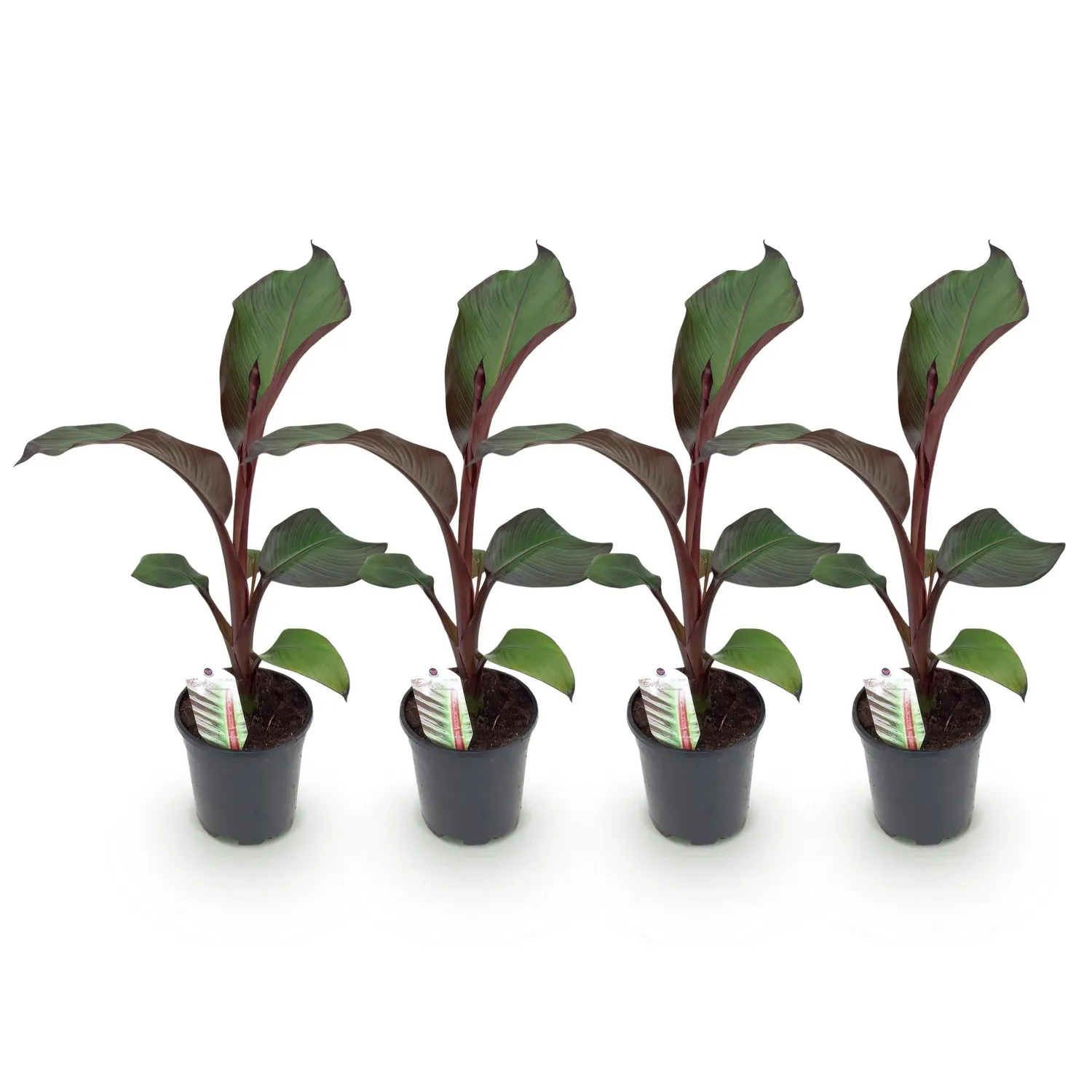 Plant and Stories Maurelii bananier rouge 2 plants pot 17 cm