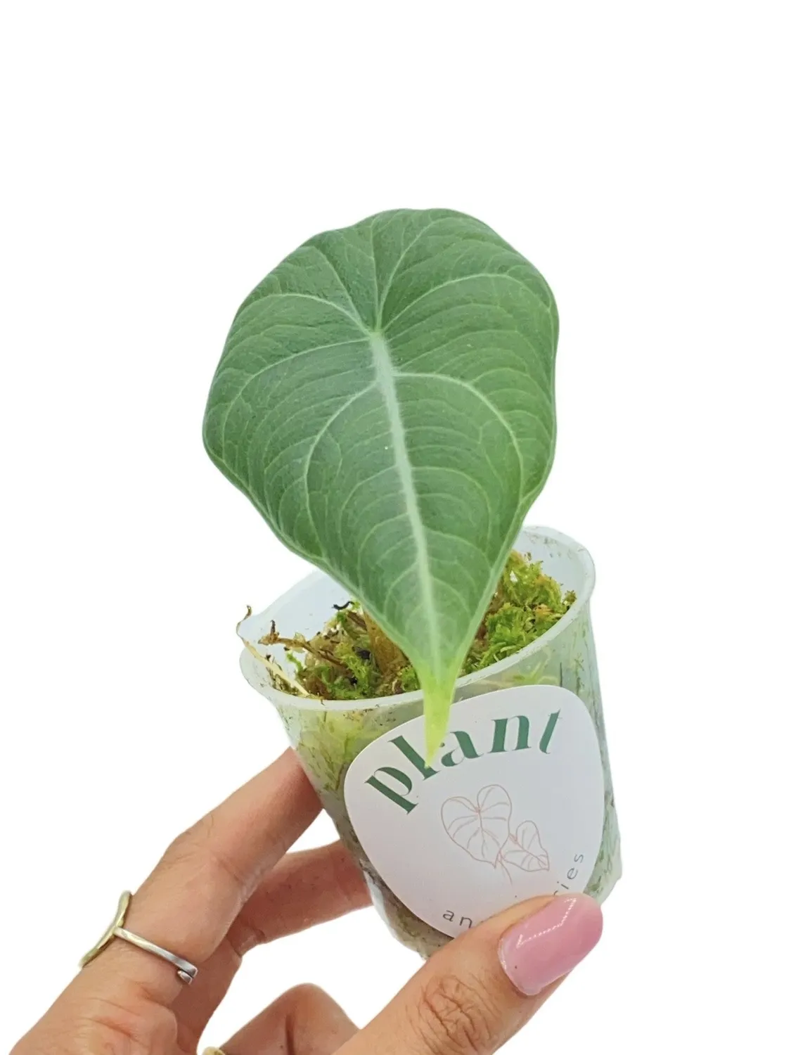 PLANT AND STORIES Alocasia Maharani plante pot 6 cm