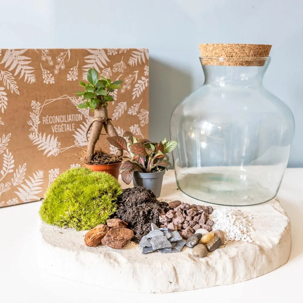 Réconciliation Végétale kit terrarium humide ficus fittonia bocal