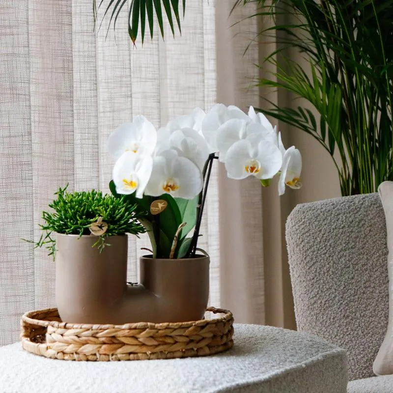PLANT AND STORIES Phalaenopsis Zürich orchidée pot 9 cm blanche