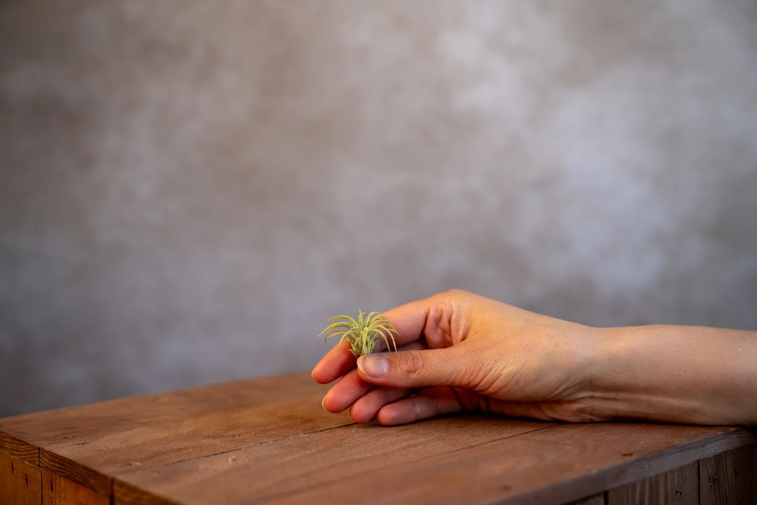 Airplantshop Ionantha Fuego plante aérienne rouge S-XL