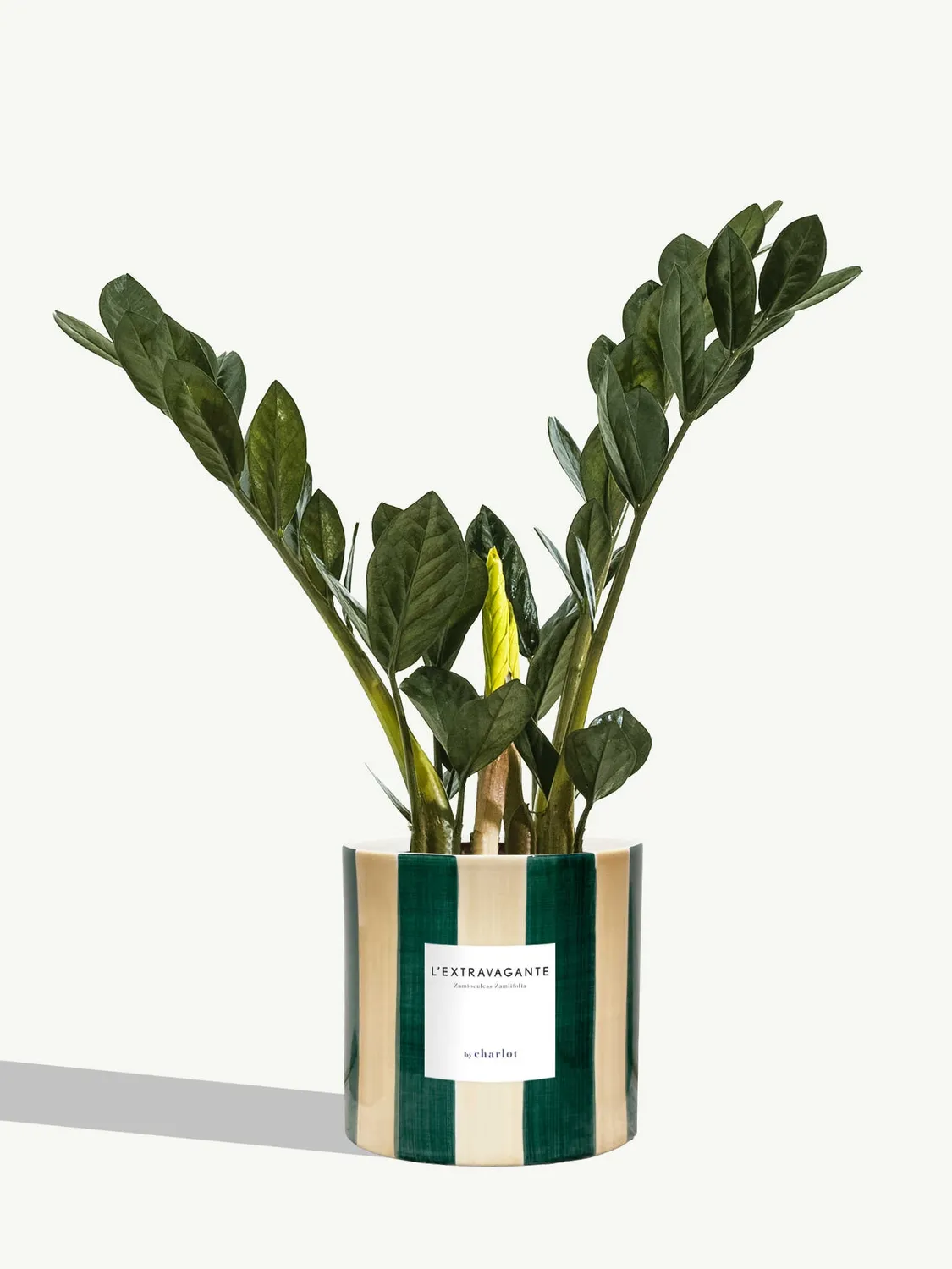 By Charlot L'Extravagante zamioculcas 50 cm pot 14 cm