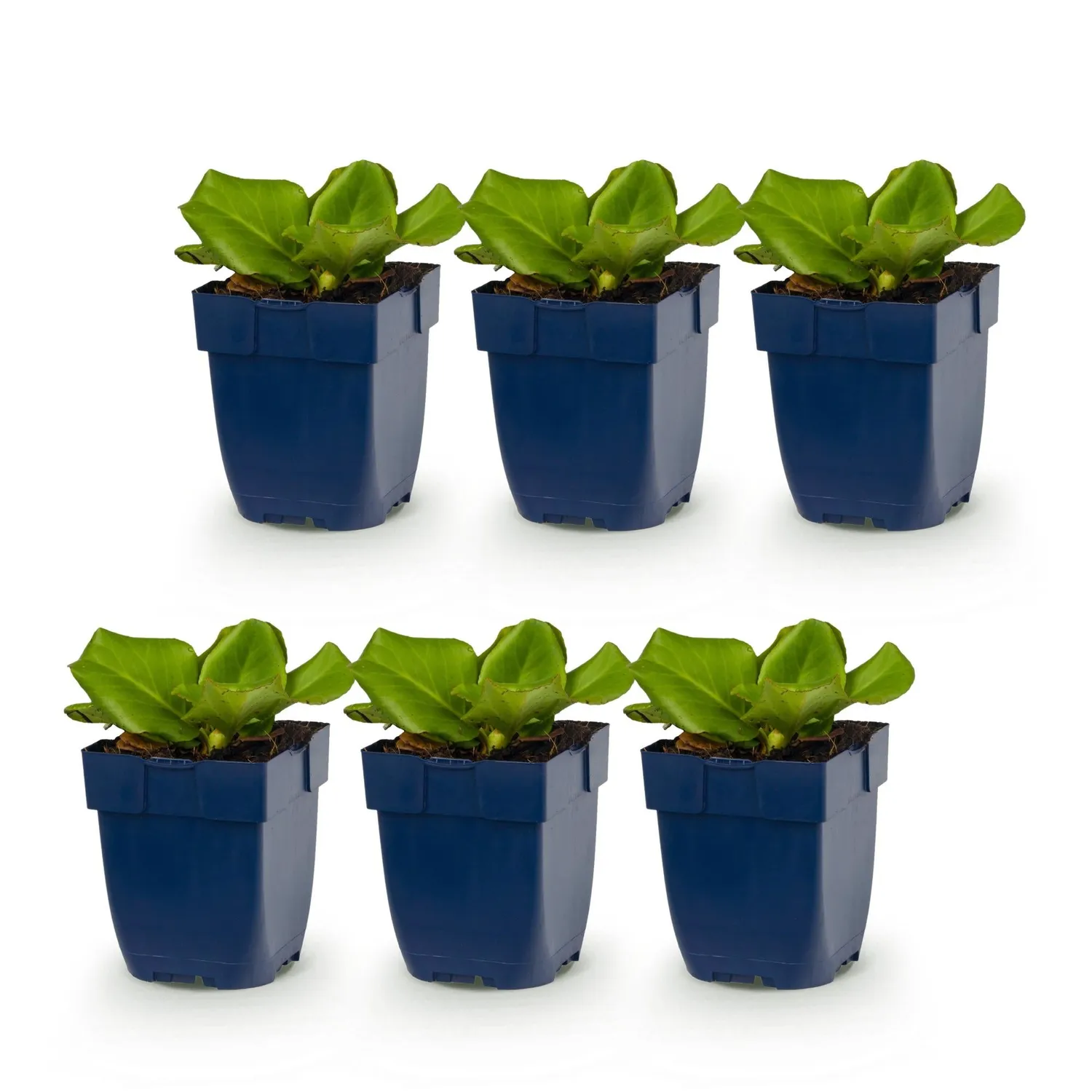 Plant and Stories Bergenia cordifolia vivace ombre 6 plants 25 cm
