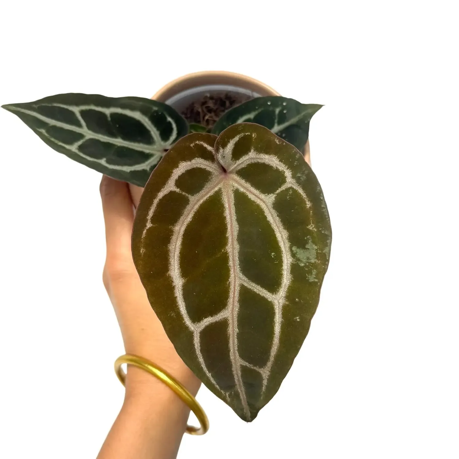 Plant and Stories Anthurium Red Crystallinum plante pot 9 cm velours