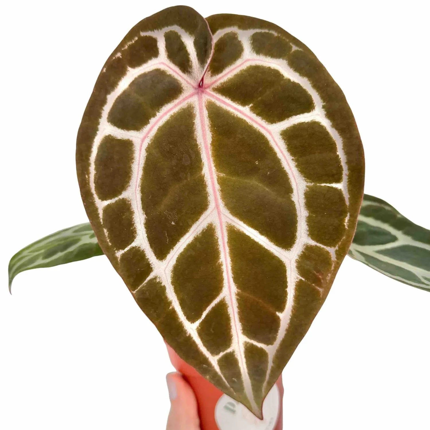 Plant and Stories Anthurium Docblock Michelle plante pot 9 cm
