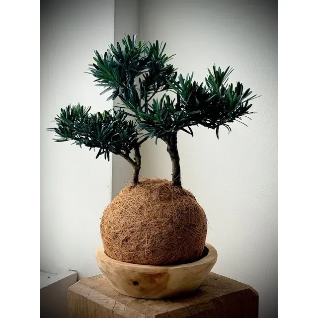 Oh My Green Podocarpus cocodama M ombre