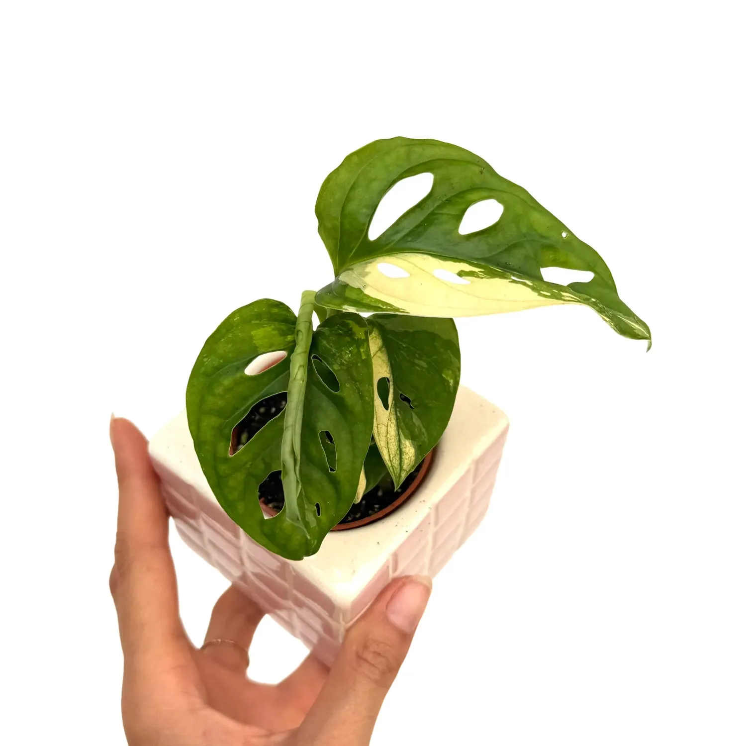 Plant and Stories Monstera Adansonii Variegata plante pot 6cm