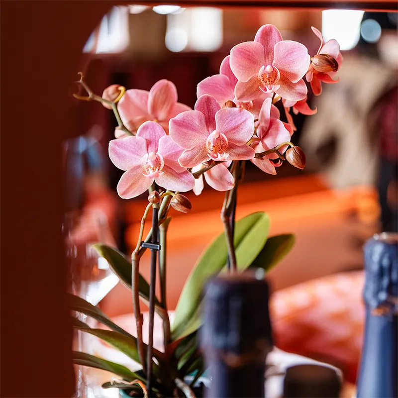 Plant and Stories Phalaenopsis Trévise orchidée duo 2 pots 9 cm
