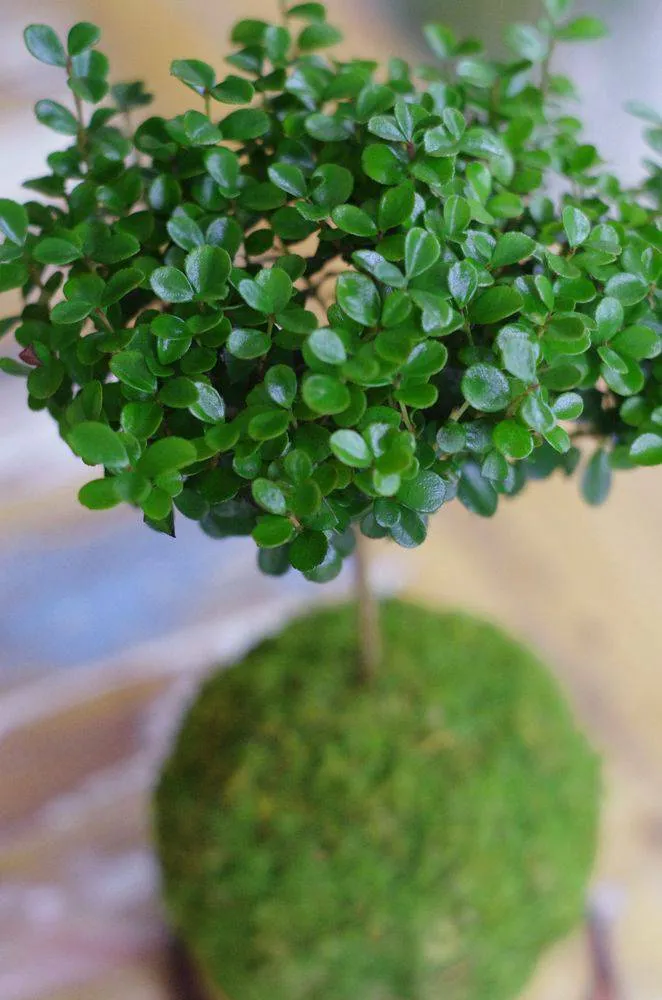 Aquaphyte Fynbos Ni kokedama myrte du Cap 12 cm