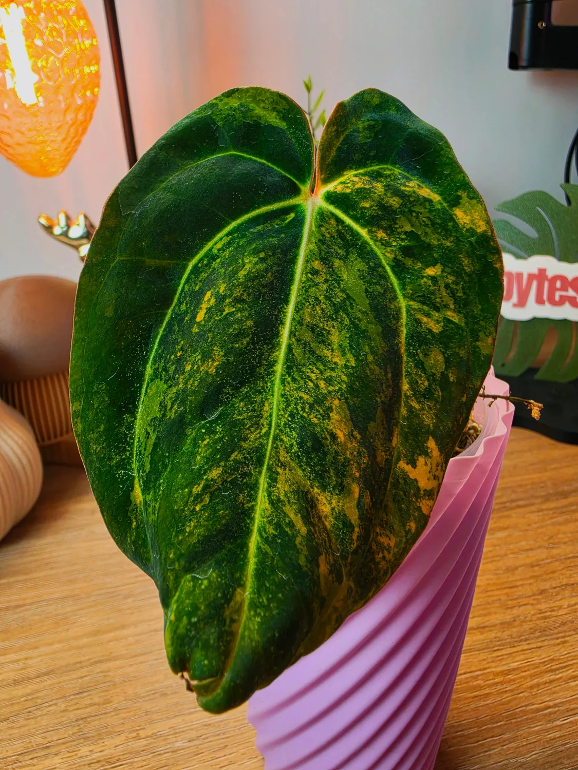 plant.ess Papillilaminum Variegata x Carlablackiae anthurium 1 feuille