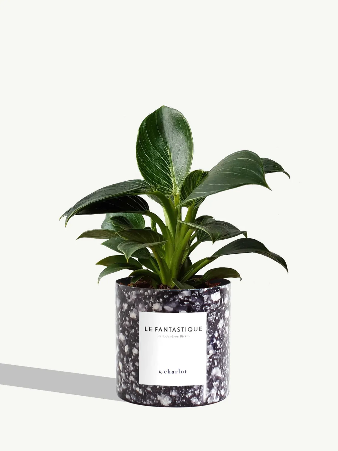 By Charlot Le Fantastique plante peperomia facile 10 cm