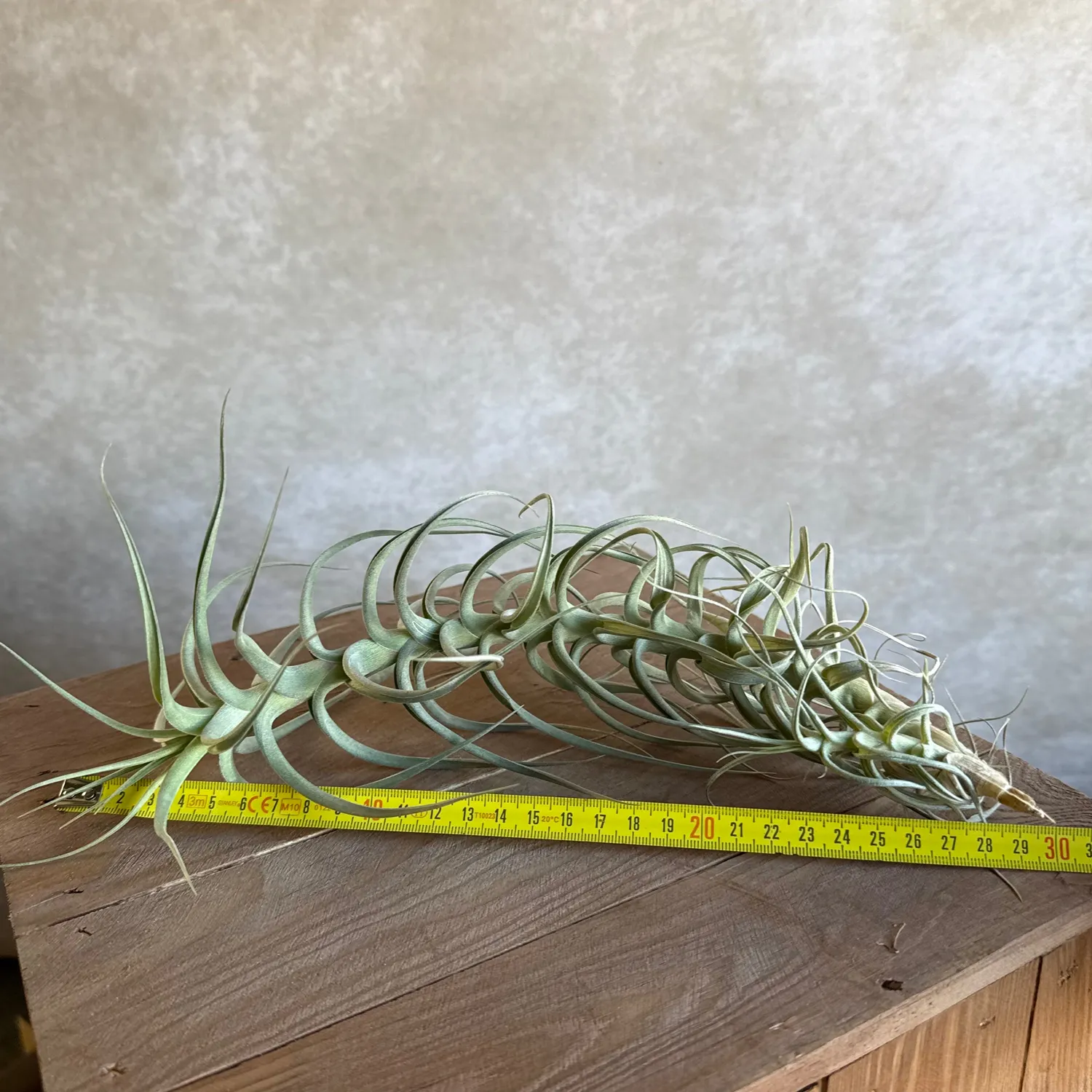 Airplantshop Tillandsia bergeri XXL plante aérienne 30 cm grise