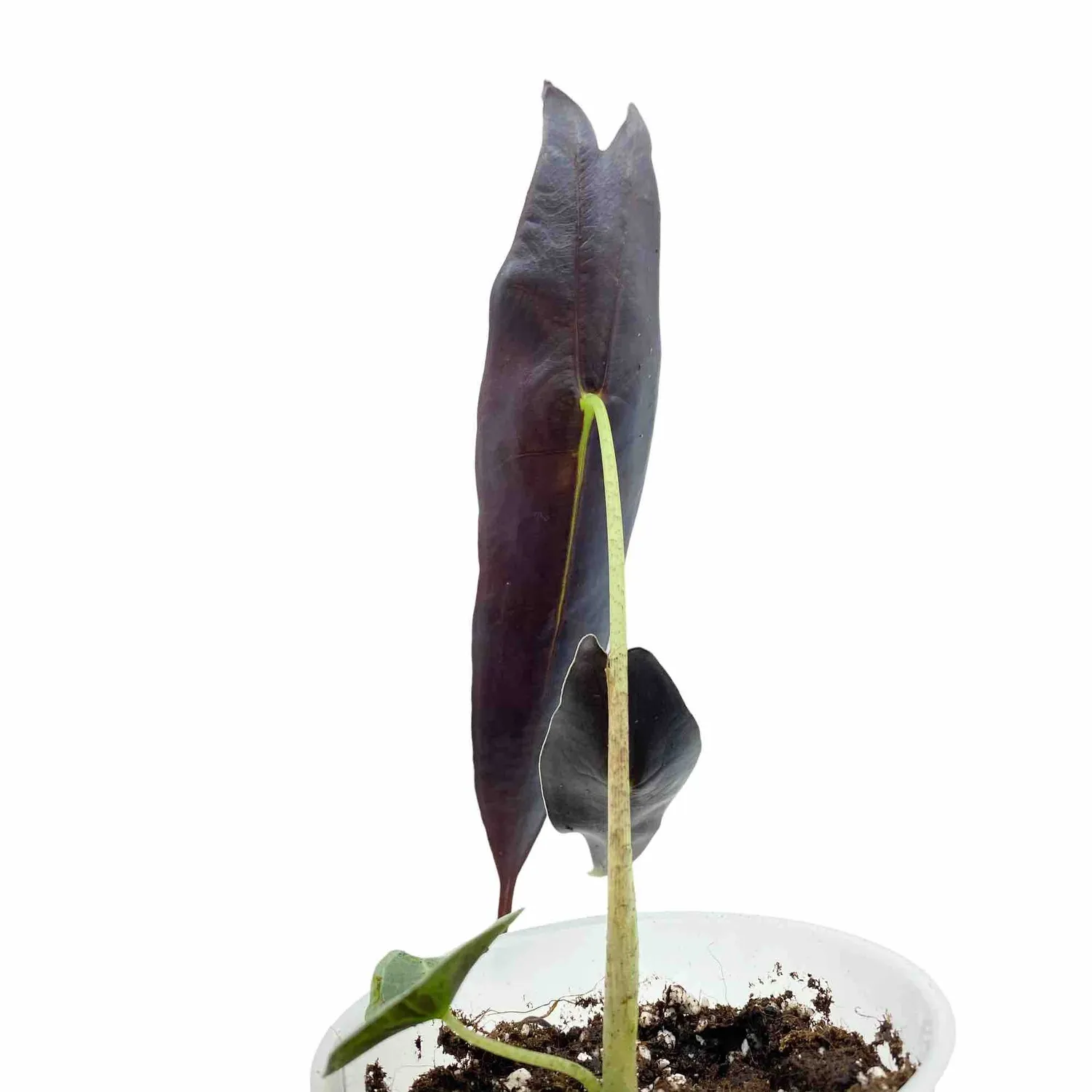 Plant and Stories Longiloba Purple alocasia pot 9cm violet