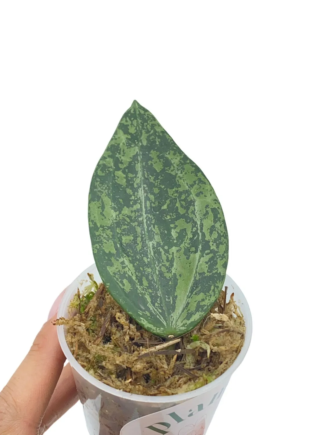 Plant and Stories Rangsan hoya grimpante pot 6cm