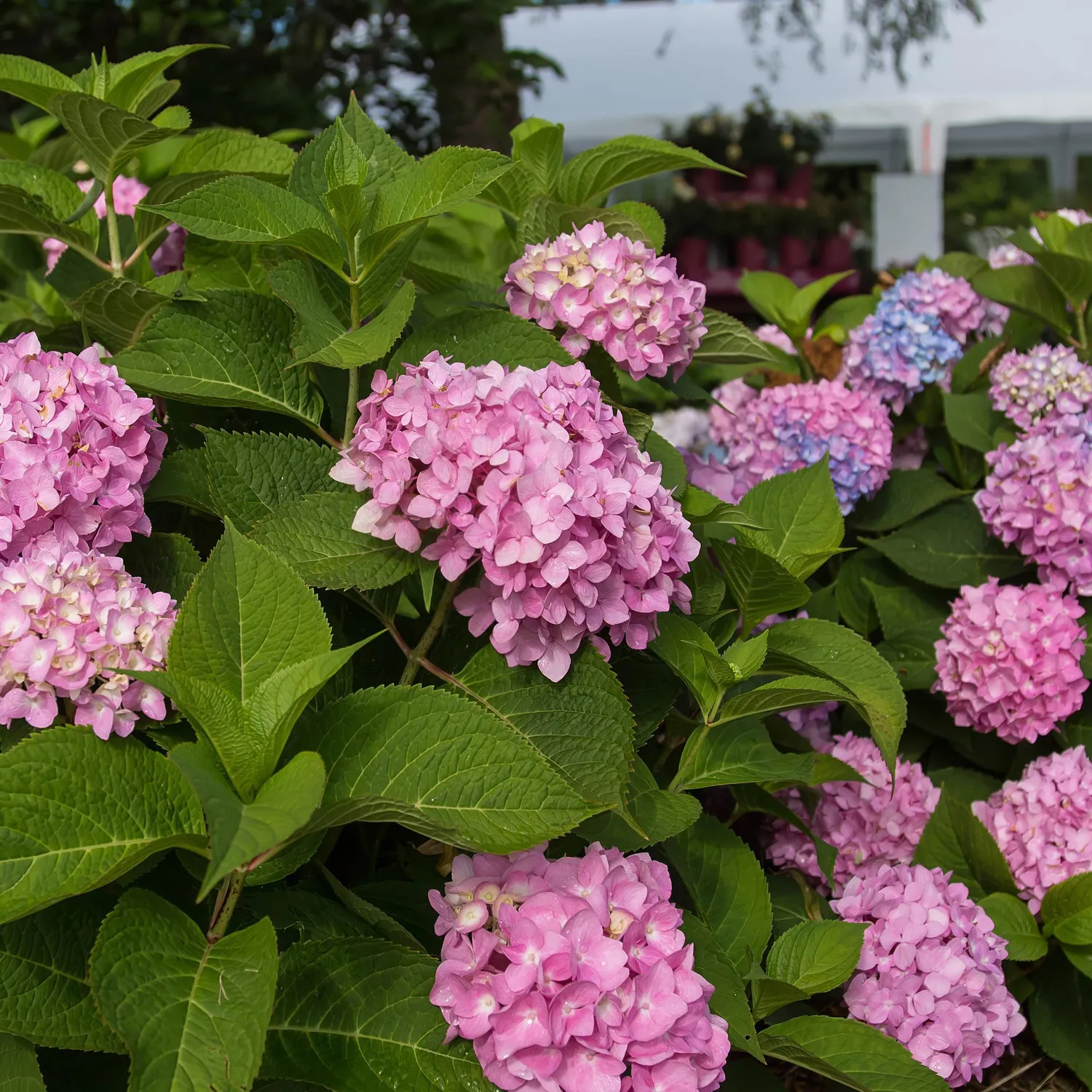 Plant and Stories Summer Love Red hortensia rouge 1 plant