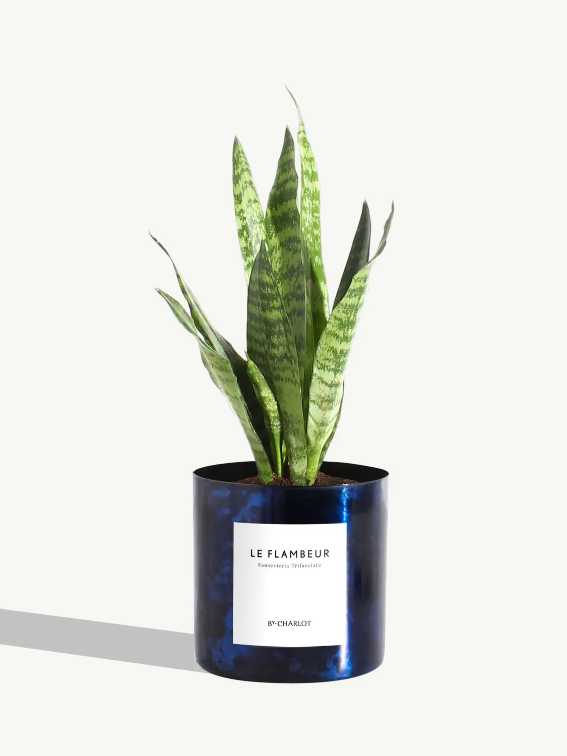 By Charlot Le Flambeur sansevieria plante pot 10 cm
