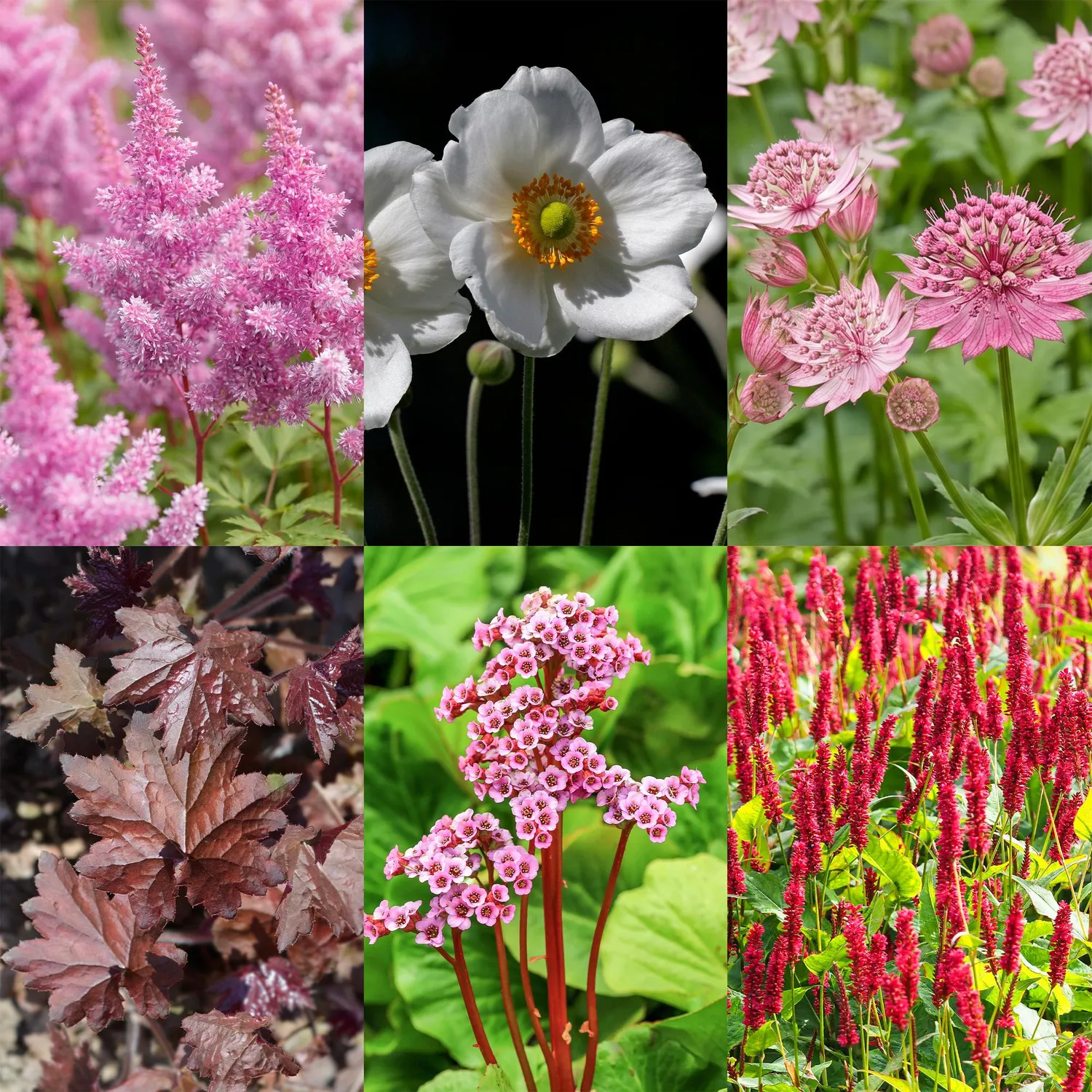 Plant and Stories vivaces ombre lot 6 plants pot 11 cm