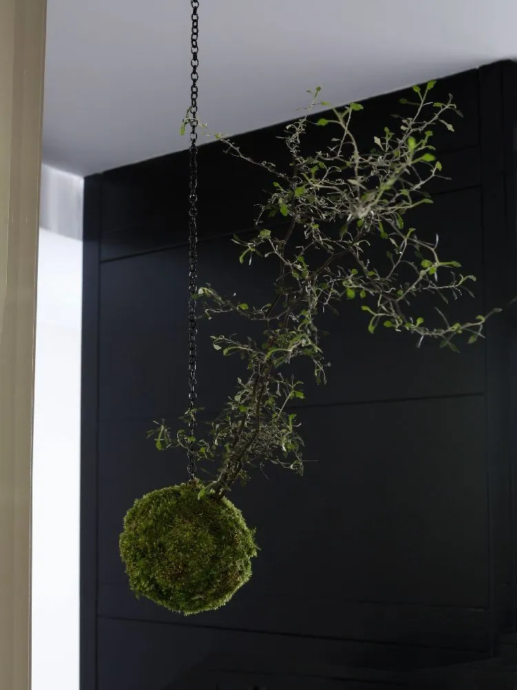 AQUAPHYTE Seiryu-en Ni kokedama corokia extérieur -7°C