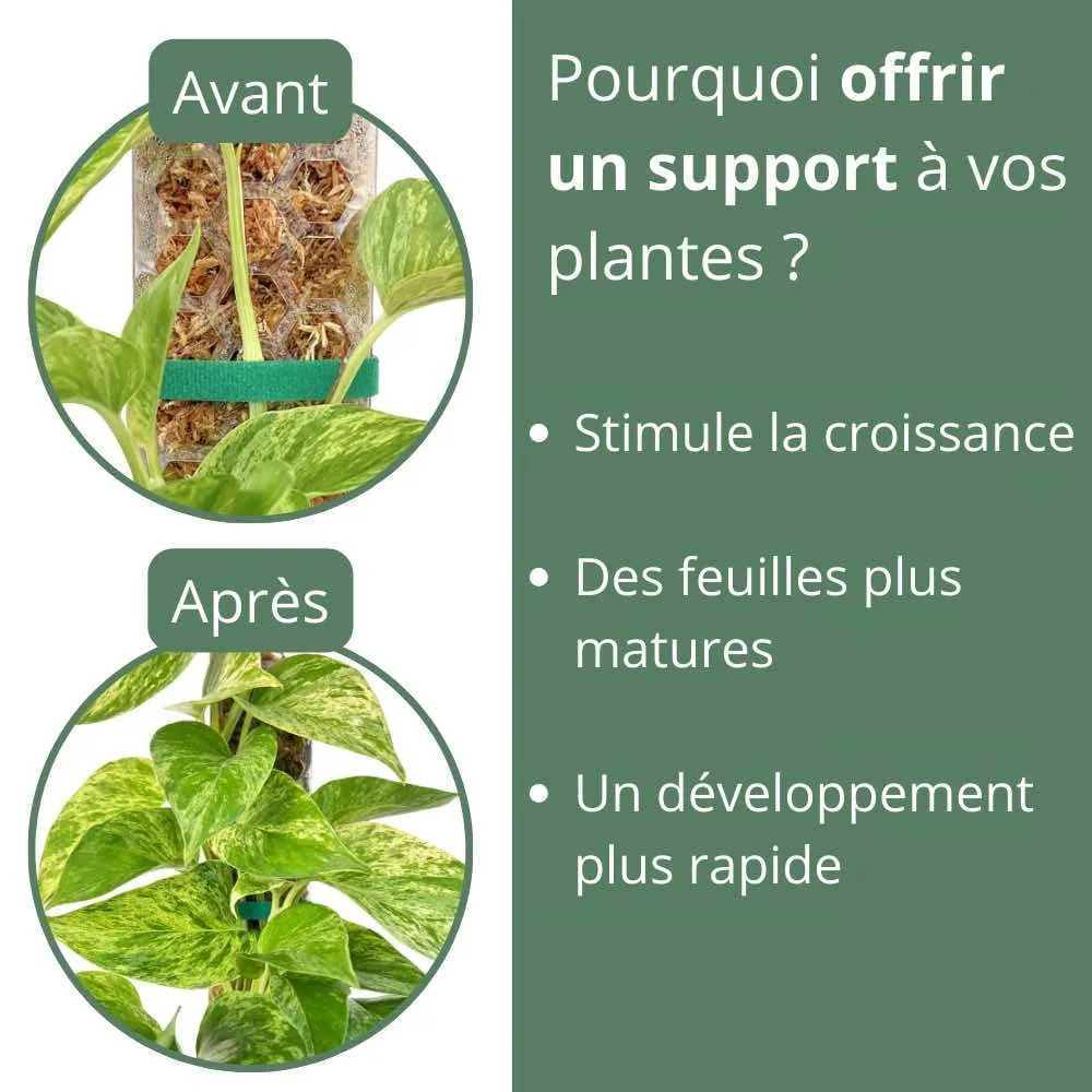 Plant and Stories tuteur transparent plantes x3 taille S