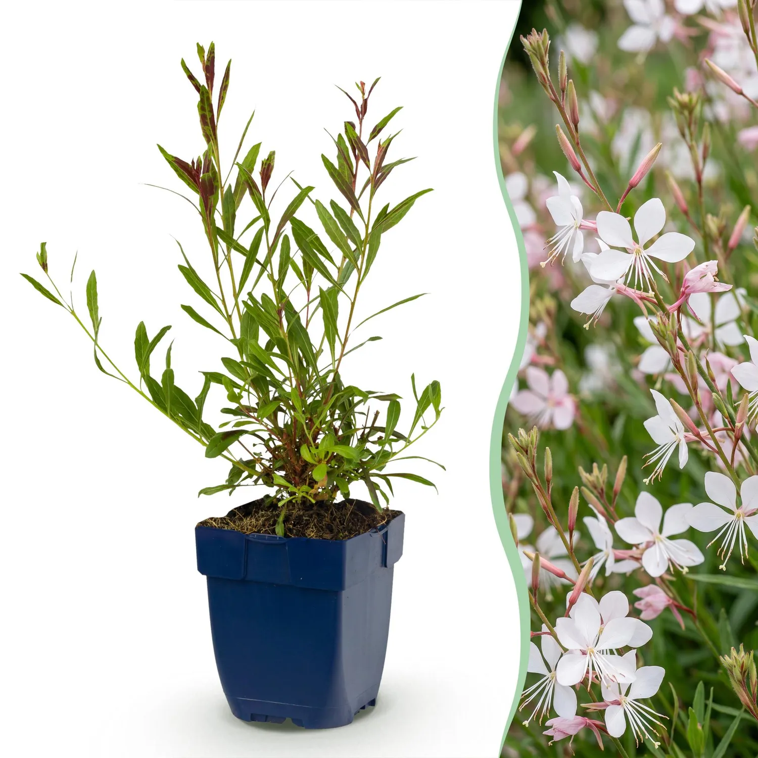 Plant and Stories Whirling Butterflies gaura vivace 1 plant