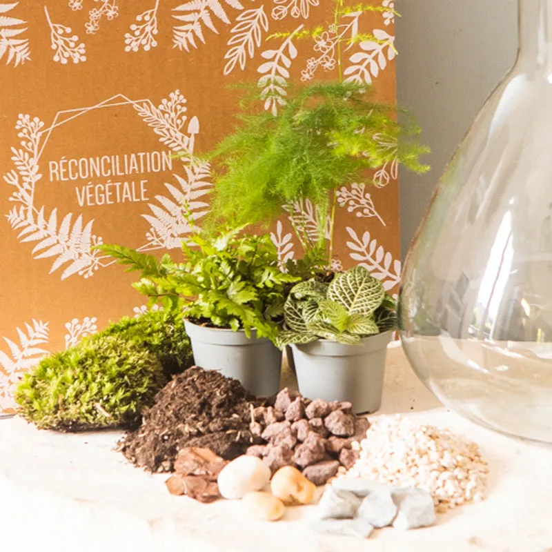 Réconciliation Végétale Kit Terrarium Humide 3 Plantes Bocal Verre