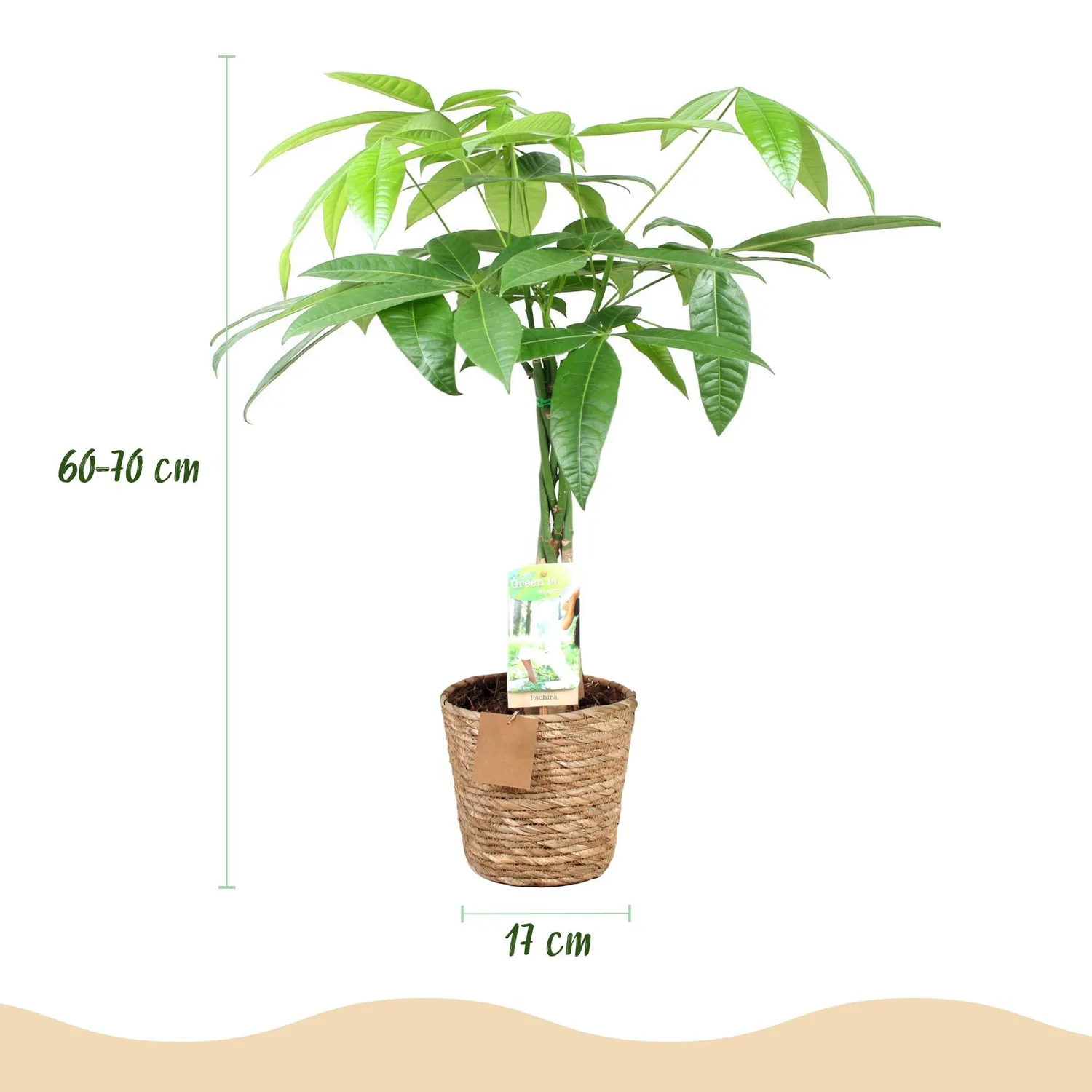 Plant and Stories Pachira Aquatica arbre à argent pot 17cm 60-70cm