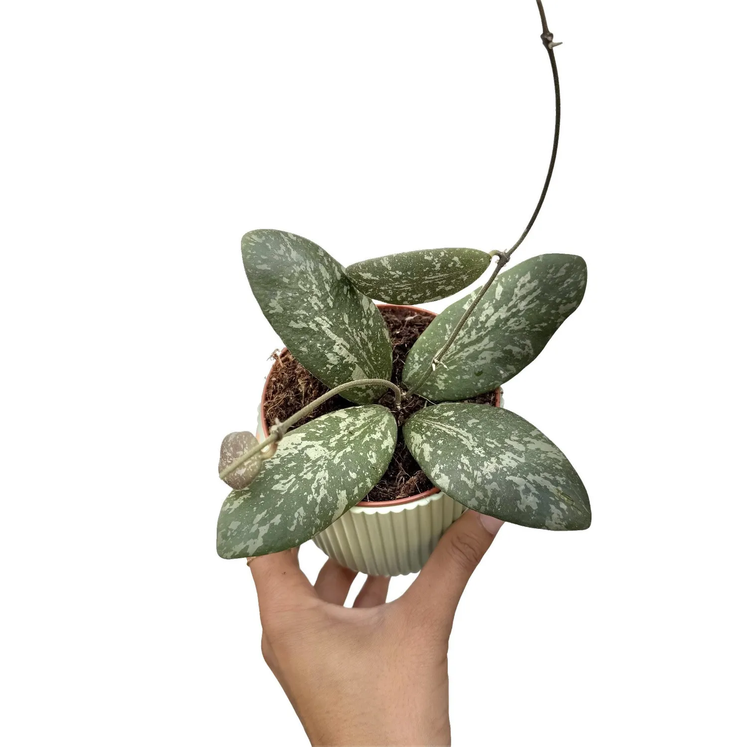 Plant and Stories Hoya Sigillatis Round Leaf plante grasse pot 6cm